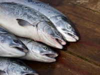 生の魚に潜む寄生虫「アニサキス」が激増中。過去50年間で約280倍に（米研究）