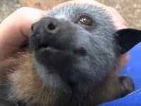 顔だけじゃなくそのなつきっぷりまで。空飛ぶ子犬かよ！ってくらいコウモリの犬化が著しい件に関して（オーストラリア）