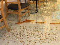 踏みつけ注意！床がまるごと水槽になった世界で唯一の魚大解放カフェ（ベトナム）