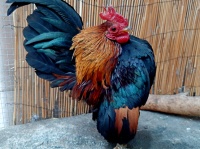 世界最小ながら筋肉マッチョ、マレーシア原産の特徴的な外観を持つ鶏「セラマ」