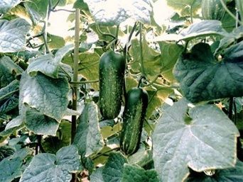 金沢市農産物ブランド協会「加賀野菜」ウェブサイトより