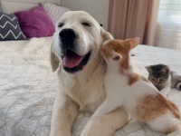 「遊ぼ遊ぼ！」ゴールデンの子犬、子猫たちに懐かれまくってこの笑顔