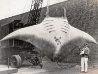 コラ？リアル？1933年の写真に写っている巨大なオニイトマキエイ（アメリカ）