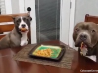 なお、容疑者は犯行を否認しており...って一目瞭然じゃないかい！な2匹の犬