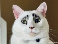 目の上にチャーミングな麻呂眉風の柄を持つ猫の保護物語