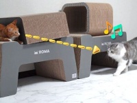 子猫「わっ！ねえ、ビックリした？」兄たちを脅かして楽しむヤンチャ子猫
