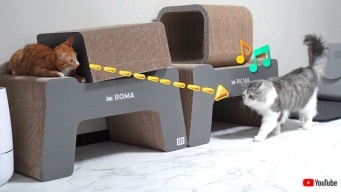 子猫「わっ！ねえ、ビックリした？」兄たちを脅かして楽しむヤンチャ子猫