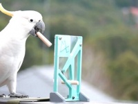 鳥のかしこさってすごい！立体パズルをあっさりと解くキバタンに脱帽