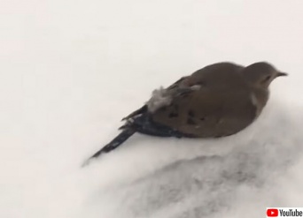 1羽だけ雪の上から飛び立たない鳥。足が凍った雪と張り付いていた（カナダ）