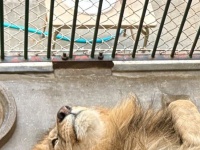 百獣の王、ストーブの前でネコちゃんと化す　くつろぎすぎな〝ヘソ天〟に5万人の心もポカポカ