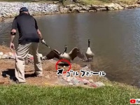 打ち所が悪かった。ゴルフボールが鳥の巣に入ってしまった場合はこうなる