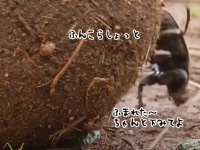 カエルさん逃げて～！フンコロガシが巨大なフン玉でカエルたちを踏みつけていく