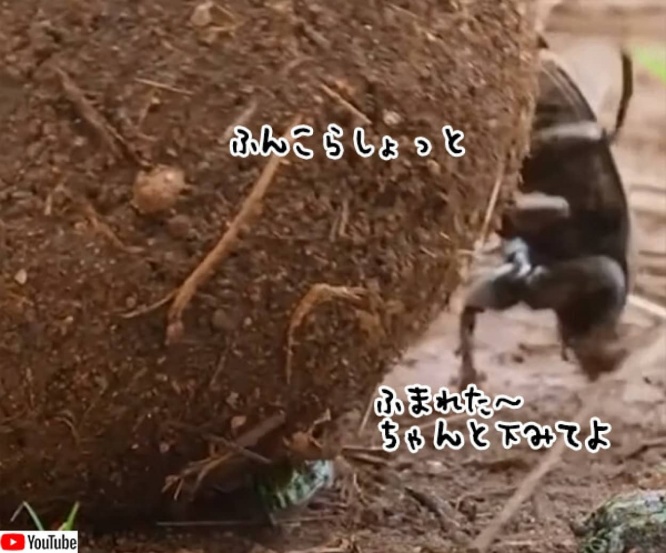 カエルさん逃げて～！フンコロガシが巨大なフン玉でカエルたちを踏みつけていく