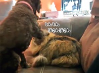 かわいすぎてとろける。犬が猫をやさしく撫でると、猫がすっと立ち上がり犬をギュっと抱きしめる