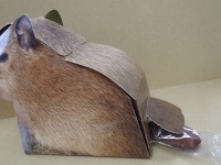 見てはいけないモノが......？（写真は竹島水族館提供、以下同）