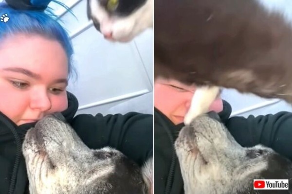 funnycats9_640