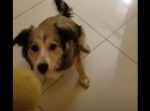 テニスボールが好きなこのワンちゃんの遊び方は、普通とはちょっと違った。