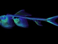 陸上を歩くことが可能な魚が少なくとも11種いることが判明（タイ）