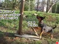 カタパルトを操作し、ひとりボール遊びを楽しむ賢い犬