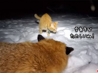おとぎの国の世界かな？雪遊びを楽しむキツネ、猫、犬
