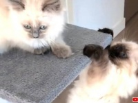 愛猫ズ「ムムム、た、助けてぇ…！」と、ライオンキングのあのシーンを実写化するゴージャスキャッツ