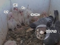 親の居ぬ間に居候。メンフクロウの巣に鳩が居座りはじめた件