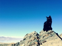 捨て猫だったミリー、世界一岩山が似合うロック・クライマー猫となる。