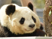 なぜパンダは白黒なのか？中国の民話に思わずホロリ
