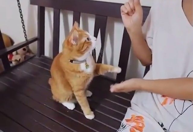 bestpet201810-3-10_e