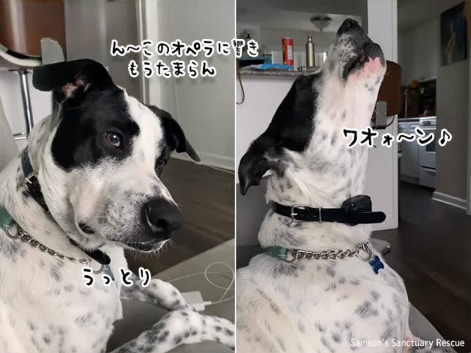 オペラの響きに酔いしれる犬。たまらなくなってワオォ～～ン！と一緒に歌う