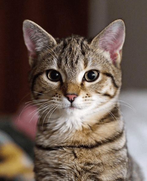 圧倒的癒しの存在・小動物たちの常識クイズ！　あなたはいくつ正解できる？#4