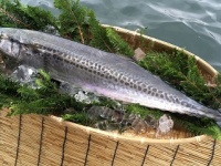 舞鶴市のプレスリリース画像