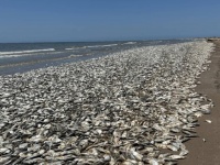 アメリカの海岸で魚が超大量死、水中の酸素量の低下による酸欠が原因