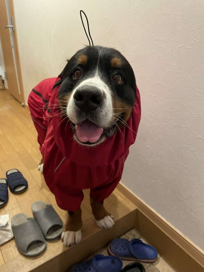 画像は@CEDRIC_mztmさんの投稿より、再掲