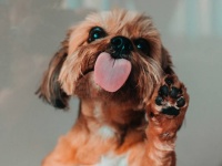 犬に利き手はあるの？あるとすれば右利き、左利きどっちが多い？