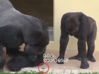 真の強者のやさしさ。シルバーバックのゴリラの小さな虫に対する反応