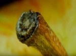 【動画】この正体はなんだろう？　実はコレ…
