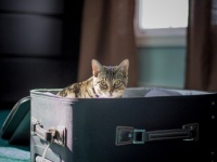 空港のセキュリティーチェックで、スーツケースを開けたら飼い猫が混入していた件。夫婦びっくり