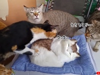 猫のぬいぐるみの生存確認を行っていた3匹の猫だが、まさかの仰天ハプニング