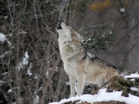野生のオオカミの遠吠えに犬は反応するのか？犬種によって違いがあるのか？