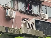別に困ってませんけど？困り顔の猫にネットも困惑