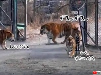 人間界と一緒やん。虎の上下関係が如実にわかる動画