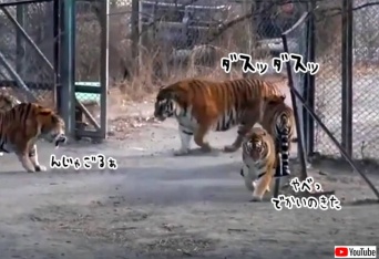 人間界と一緒やん。虎の上下関係が如実にわかる動画