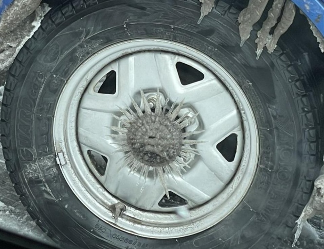 ウニみたい（写真はLucyさんのツイートより）