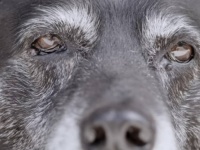 飼い主と山の中を走り抜けるのが大好きだったトレイル犬の引退後をテーマにしたシマノのCMに涙