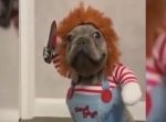 かわいいけど怖い！笑　『チャッキー』コスプレのワンちゃんが走る姿が…！