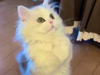 「姿勢がよすぎる猫」に7.9万人驚がく　〝猫背〟とは何だったのか？