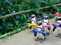 か、かわいい……！　動物園に行ったら必ず見る動物「ペンギン。あの動きに癒やされる」