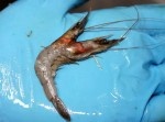 頭が“◯◯”あるエビがオーストラリアの水族館で発見された！