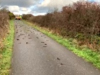 2百羽以上のムクドリが路上で謎の大量死。あれから2か月、その死因を解明か？（イギリス）